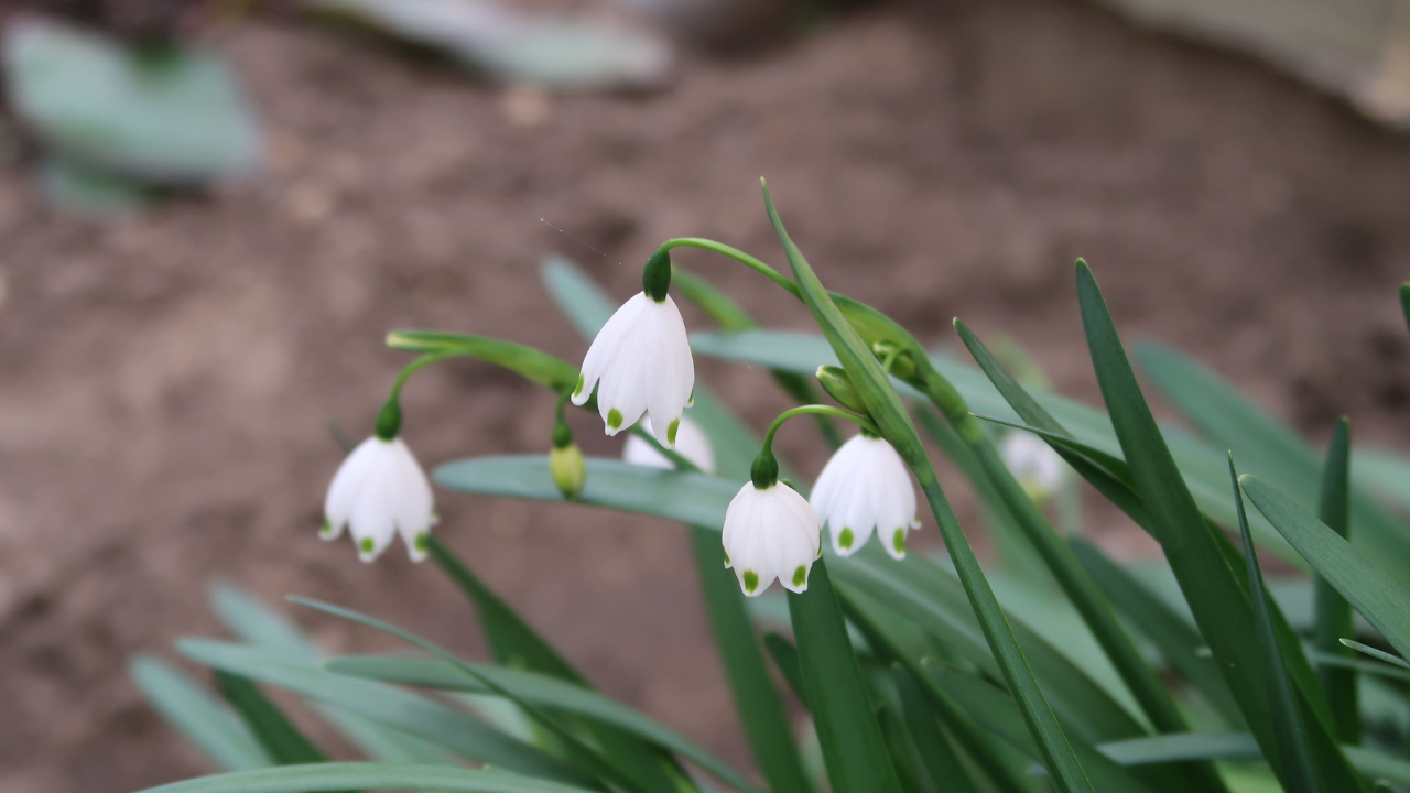 春を告げる小さな主役　この花の名前は？ アイキャッチ画像
